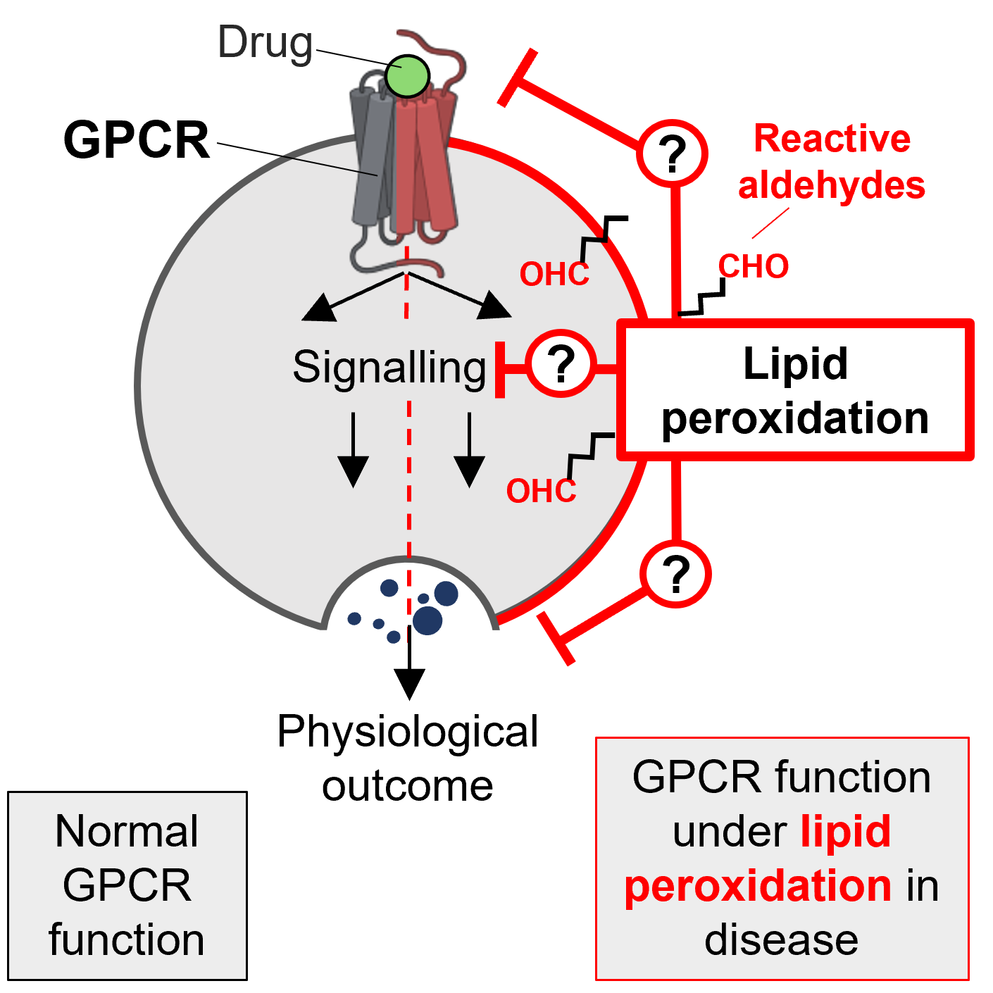 GPCRs and Lipid Peroxidation